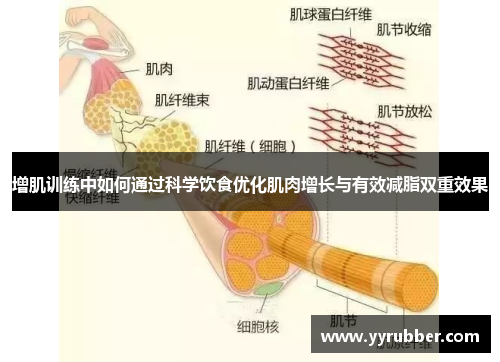 增肌训练中如何通过科学饮食优化肌肉增长与有效减脂双重效果